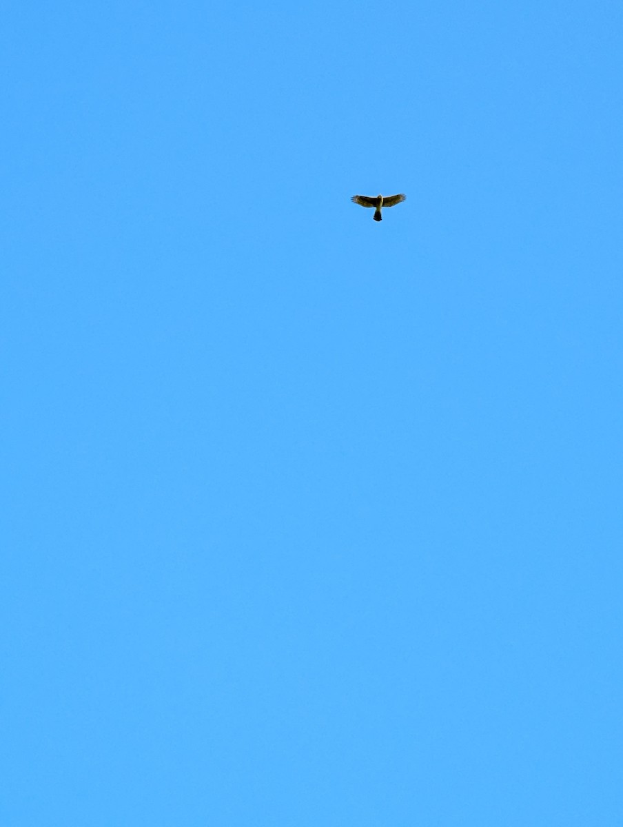 Cooper's Hawk - ML641964286
