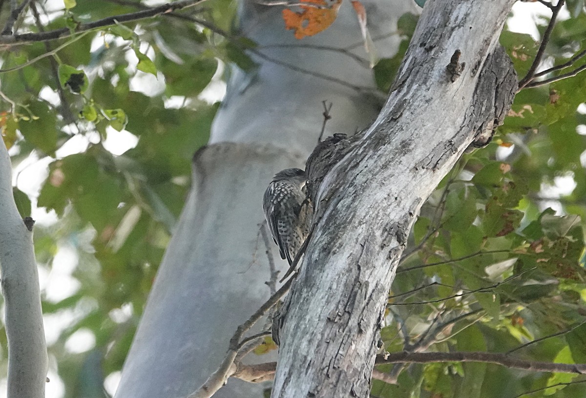 White-throated Treecreeper (White-throated) - ML641964291