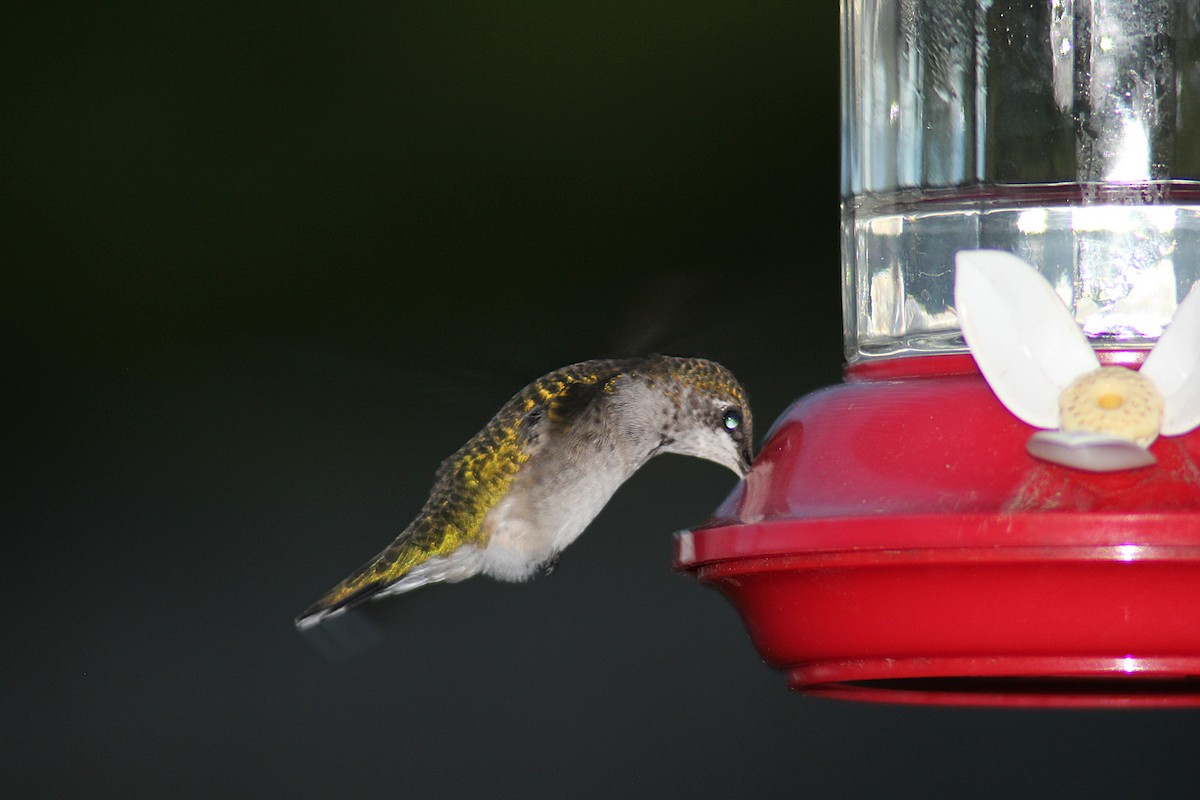Ruby-throated Hummingbird - ML641964293