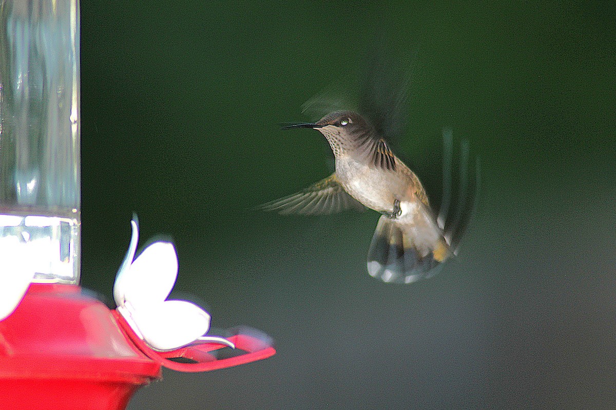 Ruby-throated Hummingbird - ML641964294