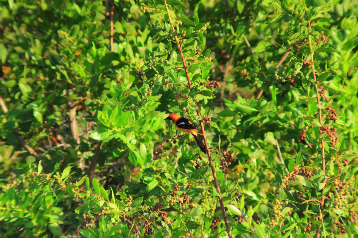 Hooded Oriole - ML641964297
