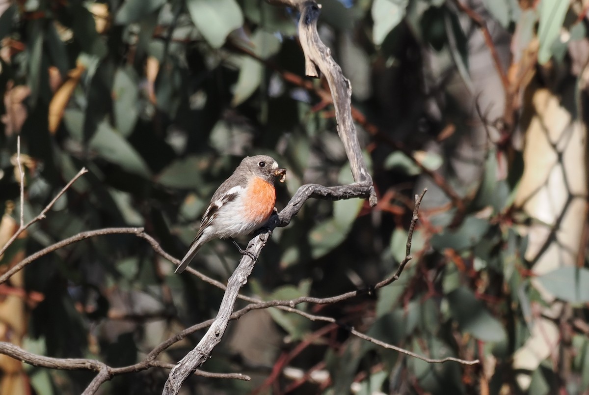 Scarlet Robin - ML641964299