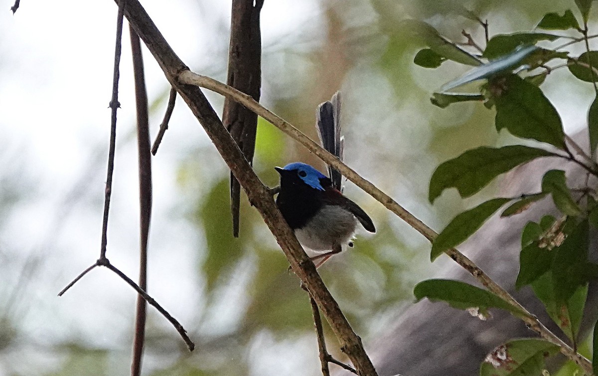 Variegated Fairywren - ML641964300