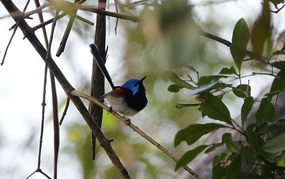 Variegated Fairywren - ML641964301
