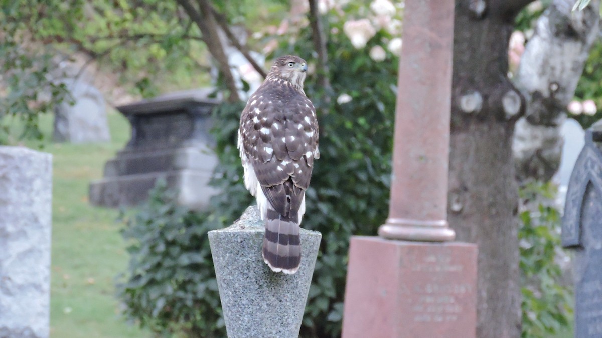 Cooper's Hawk - ML641964303