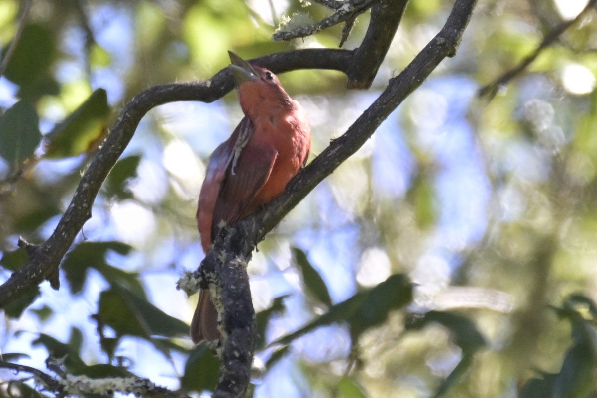 Summer Tanager - ML641964326