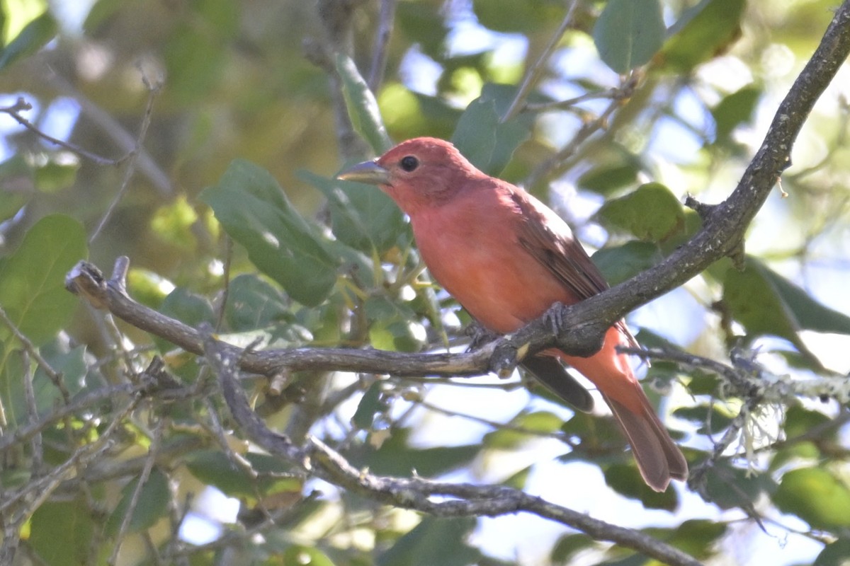 Summer Tanager - ML641964327