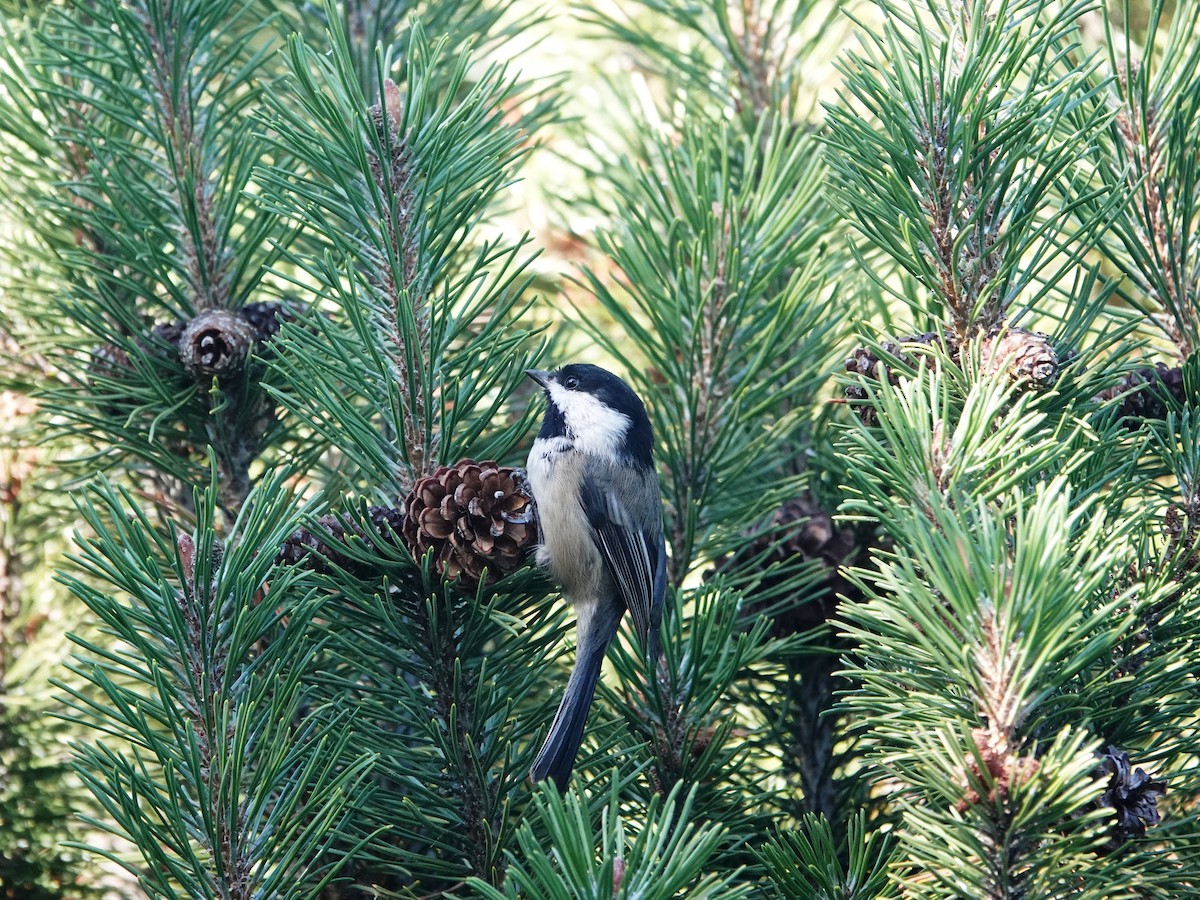 Black-capped Chickadee - ML641964334