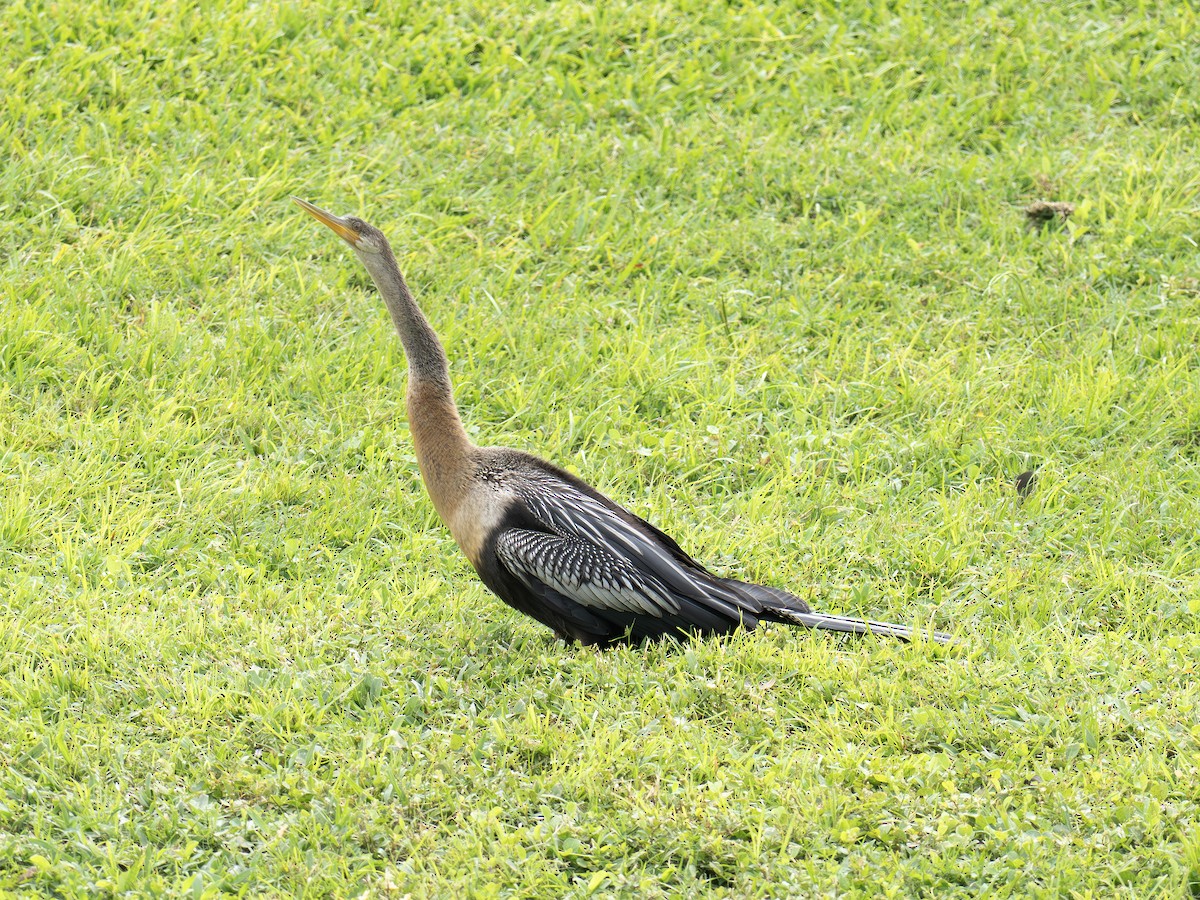 Anhinga Americana - ML641964339
