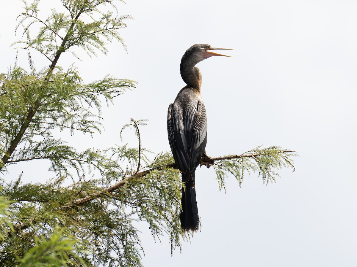 Anhinga Americana - ML641964340