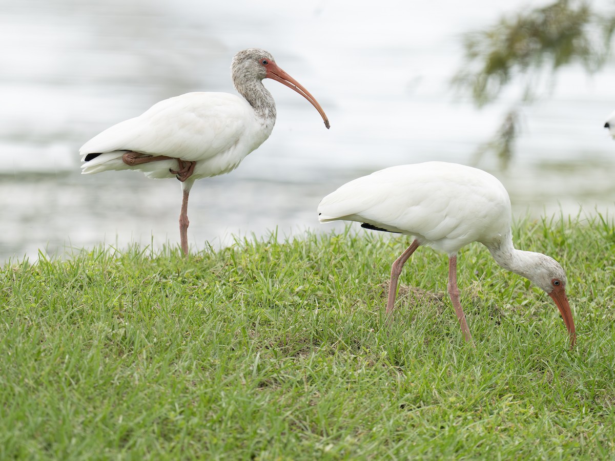 Ibis Blanco - ML641964344