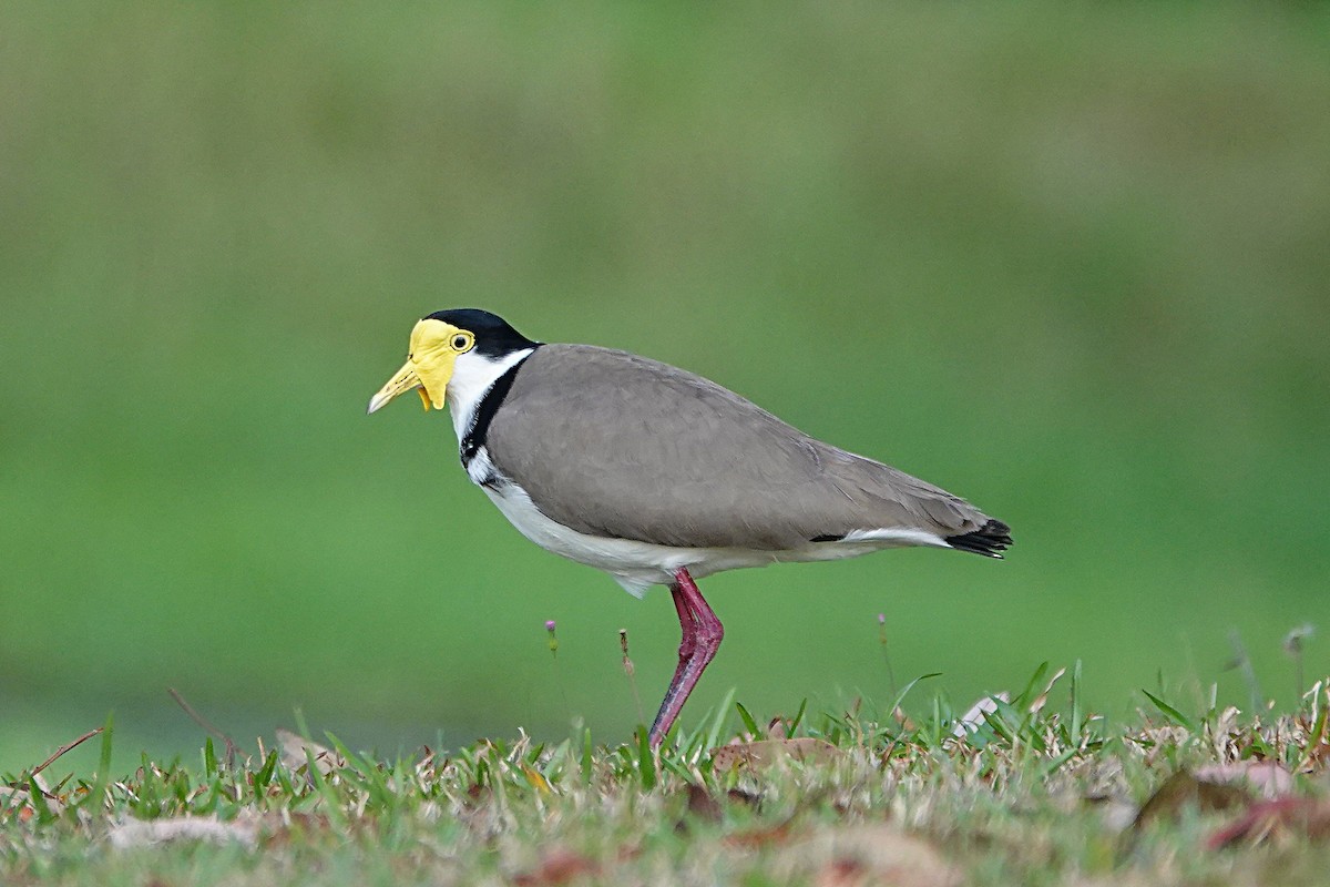 Masked Lapwing (Black-shouldered) - ML641964364