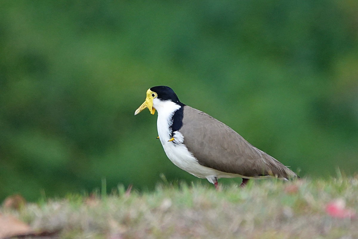 Masked Lapwing (Black-shouldered) - ML641964365