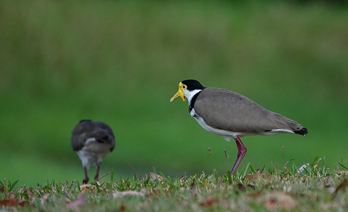 Masked Lapwing (Black-shouldered) - ML641964366