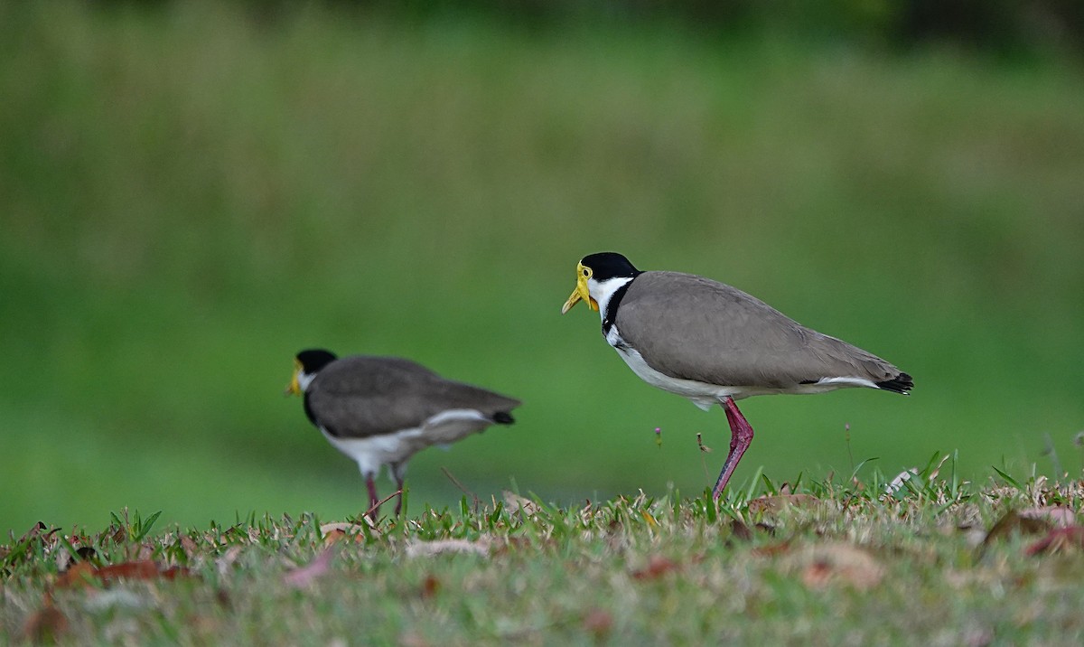 Masked Lapwing (Black-shouldered) - ML641964367