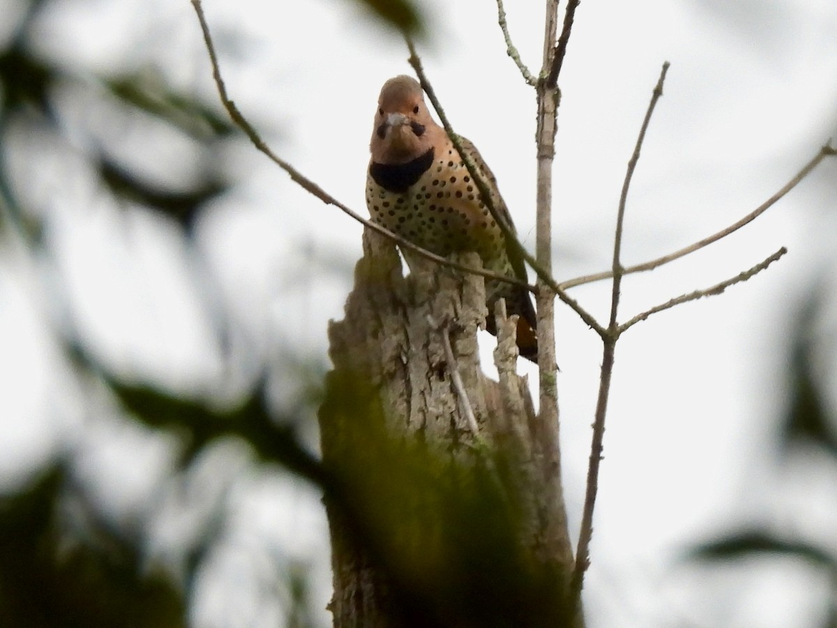 Northern Flicker - ML641964372