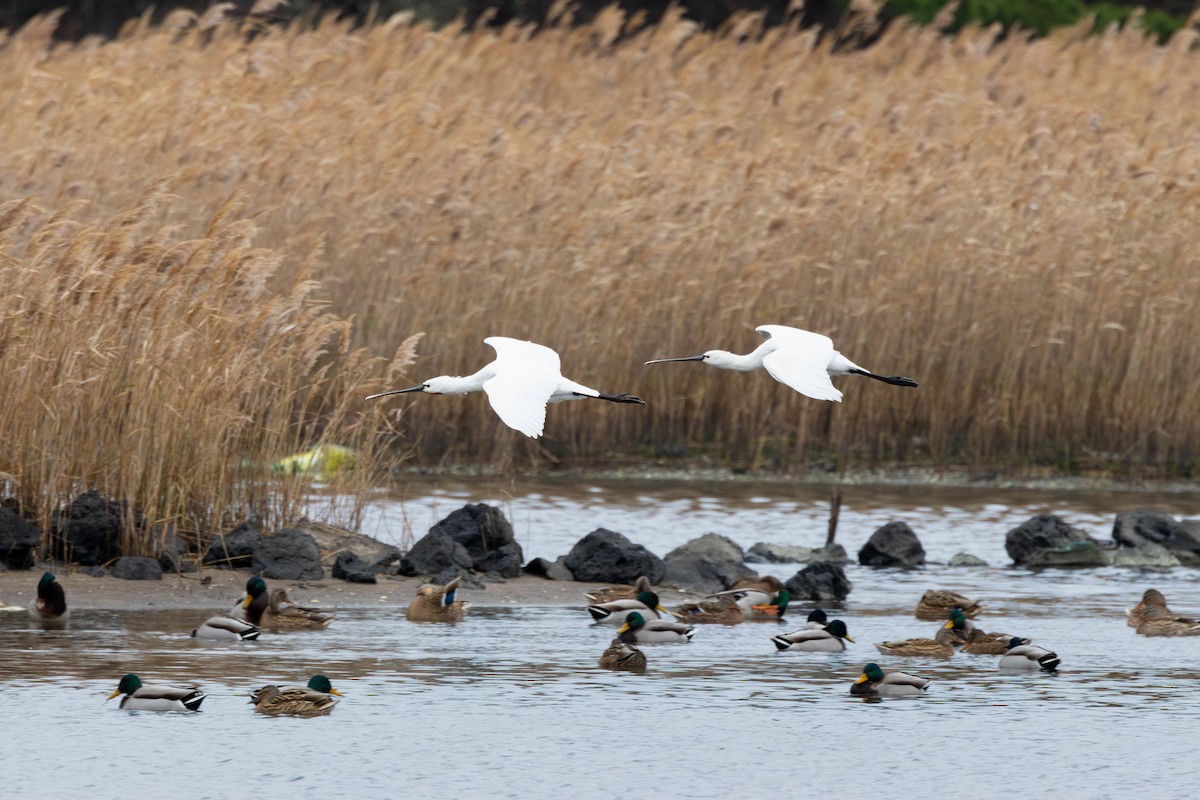Eurasian Spoonbill - ML641964373
