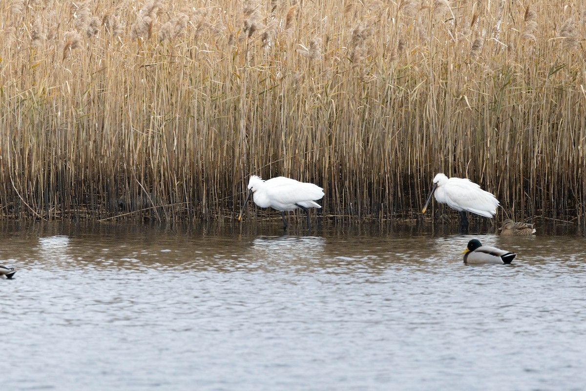 Eurasian Spoonbill - ML641964374