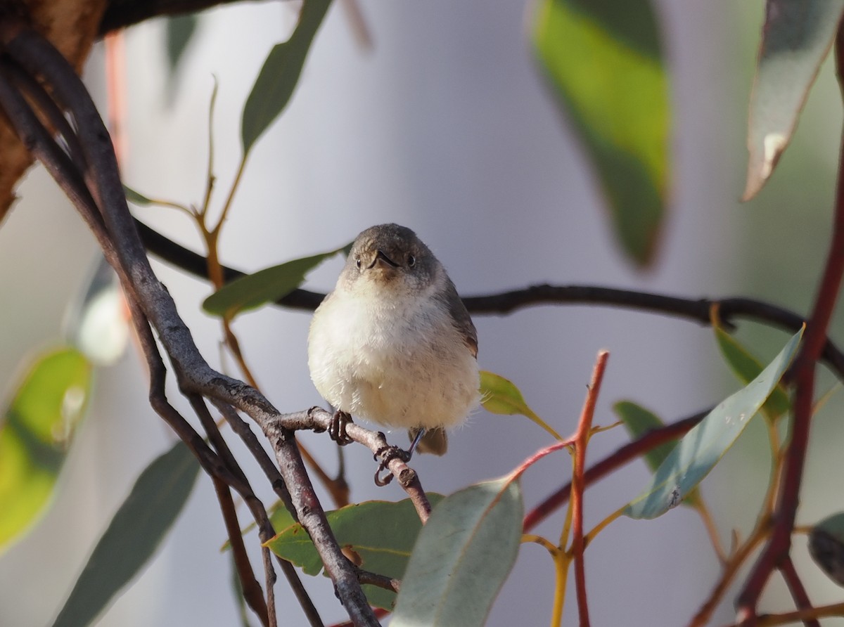 Western Thornbill - ML641964379