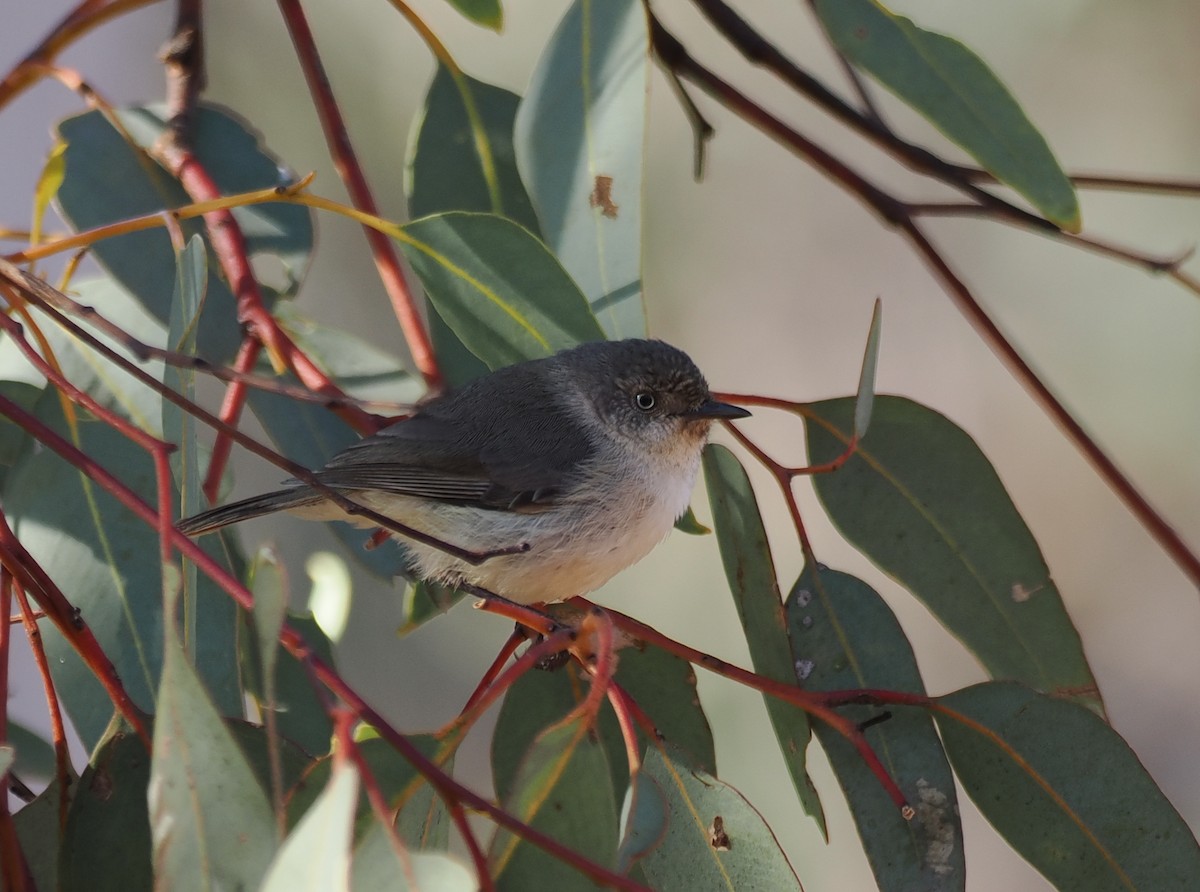 Western Thornbill - ML641964380