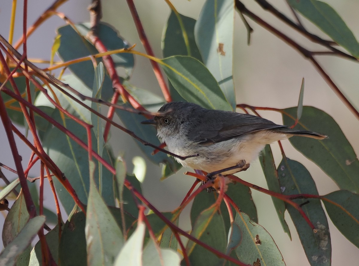Western Thornbill - ML641964381