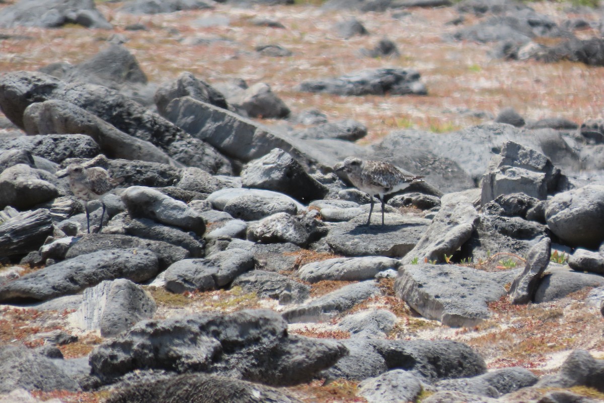 Black-bellied Plover - ML641964390