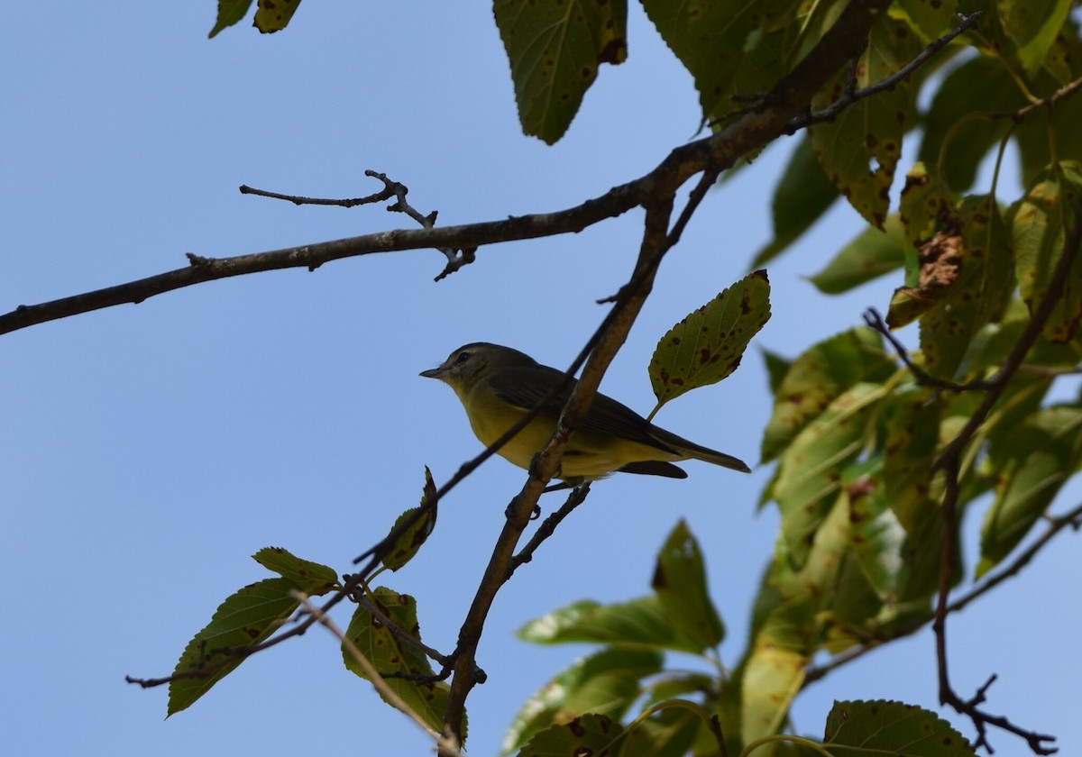 Philadelphia/Eastern Warbling Vireo - ML641964392
