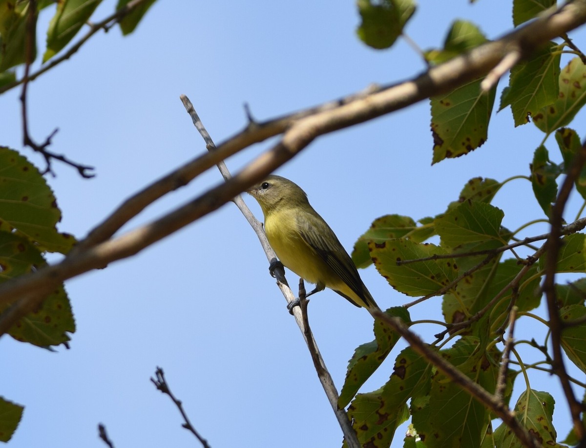 Philadelphia/Eastern Warbling Vireo - ML641964396