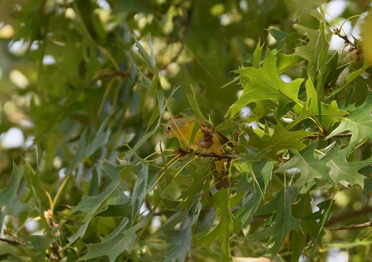 Nashville Warbler - ML641964399