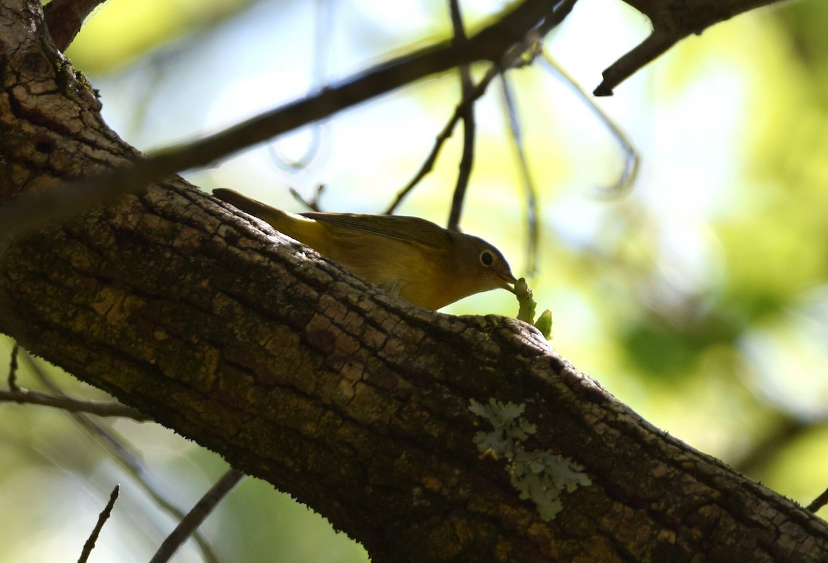 Nashville Warbler - ML641964411