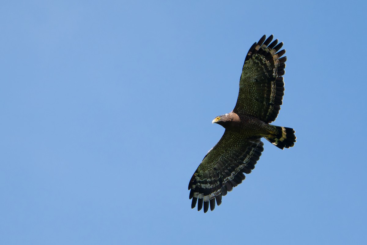 Haubenschlangenadler - ML641964414