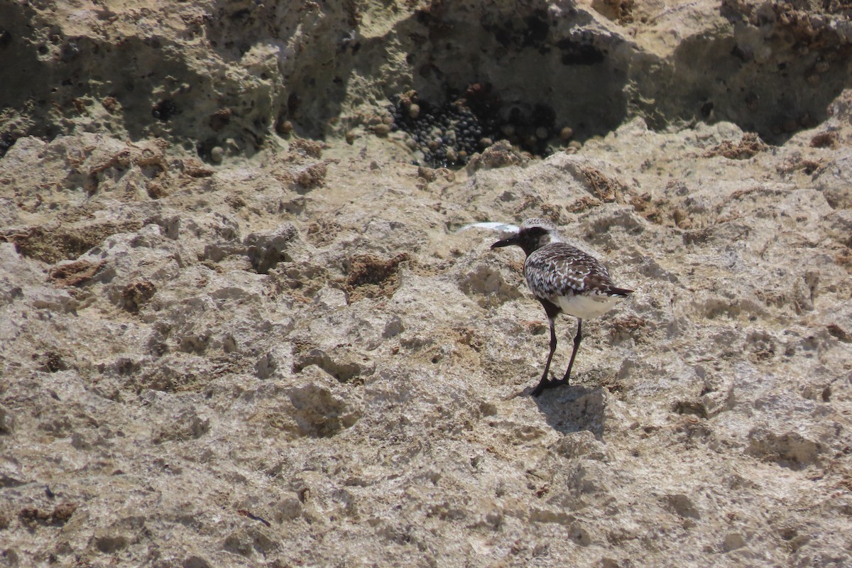 Black-bellied Plover - ML641964424