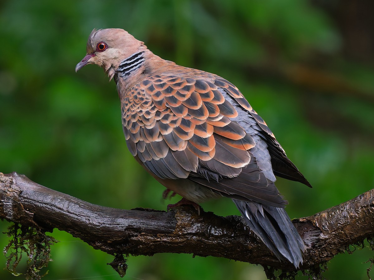 Oriental Turtle-Dove - ML641964439