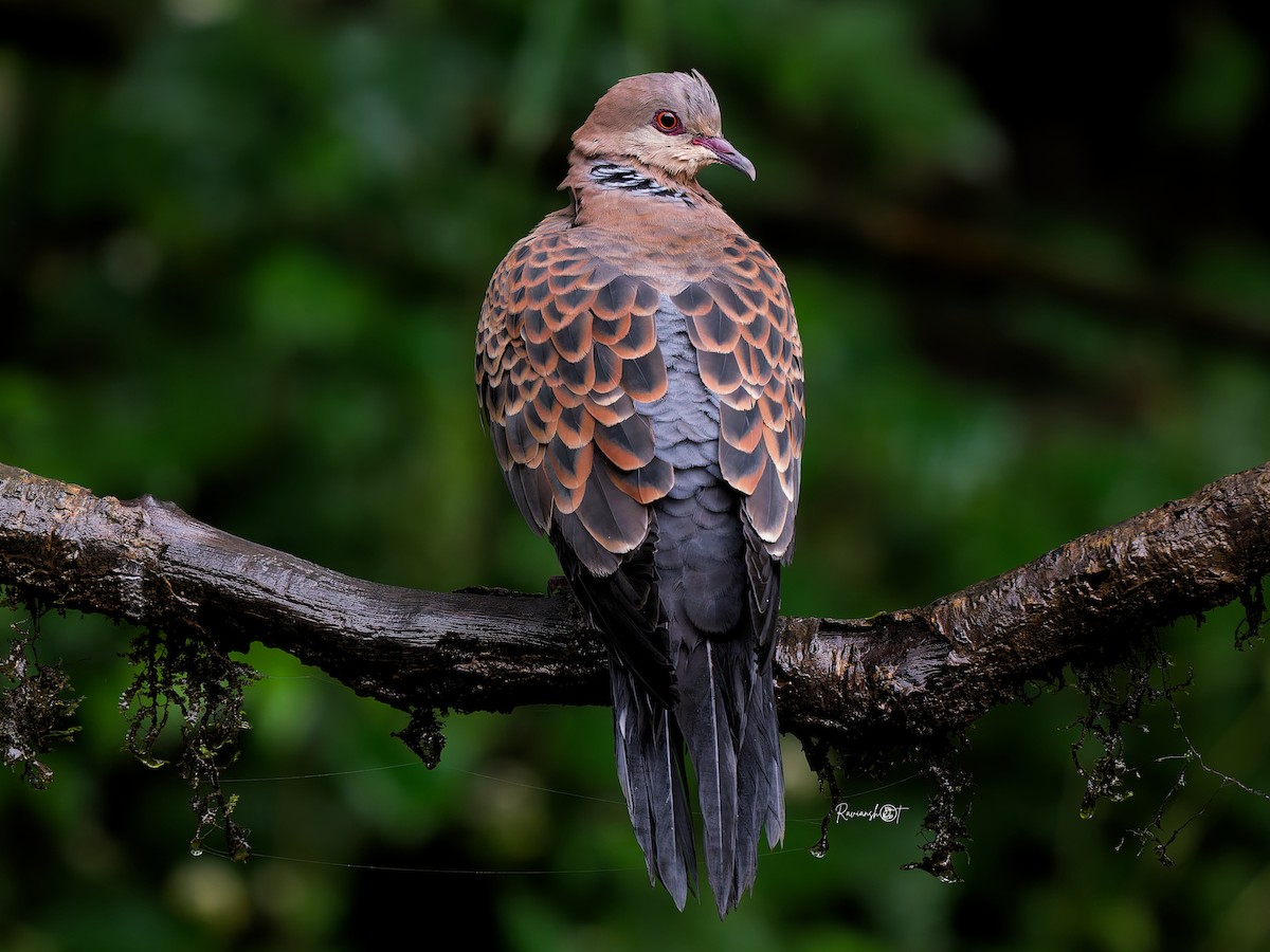 Oriental Turtle-Dove - ML641964440