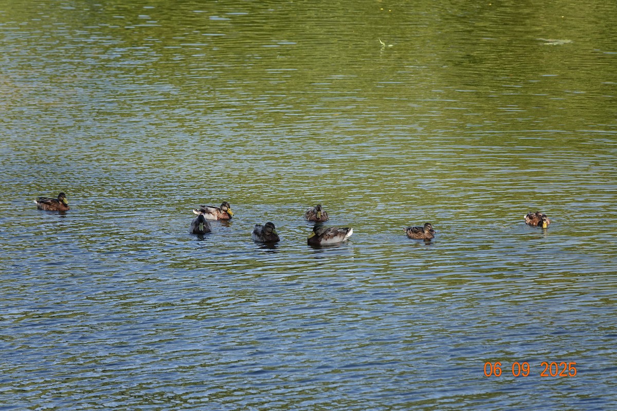 Canard colvert - ML641964446