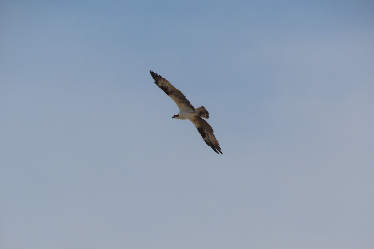 Balbuzard pêcheur - ML641964447