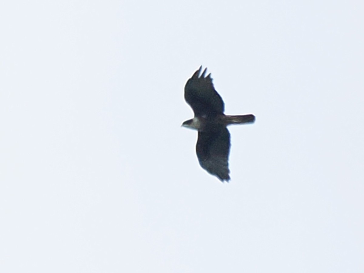Aigle à ventre roux - ML641964459