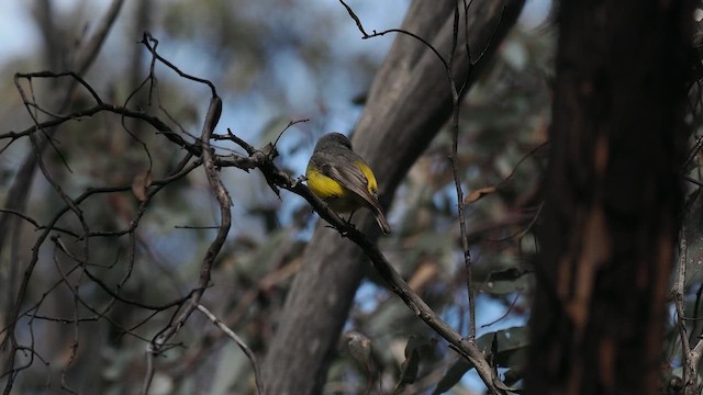 Western Yellow Robin - ML641964464