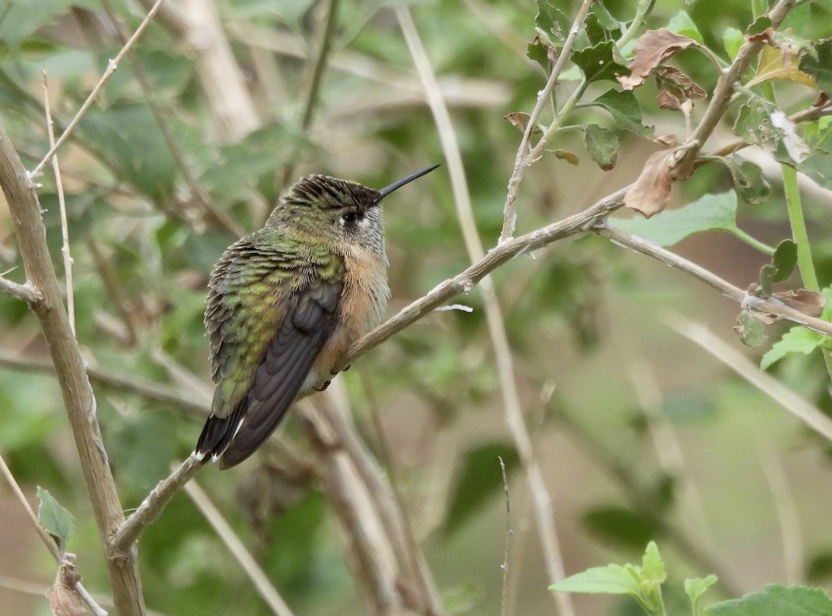 Colibri calliope - ML641964465