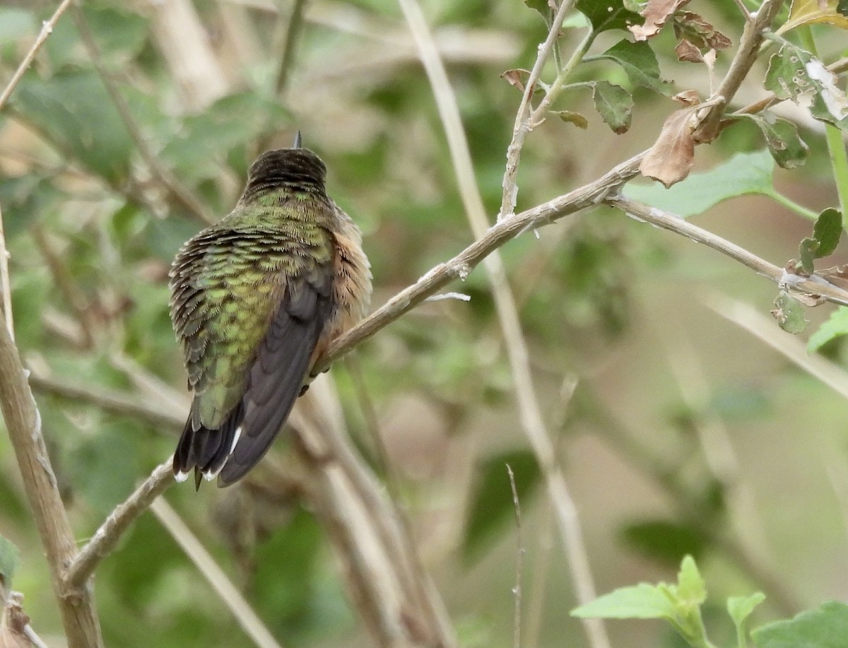 Colibri calliope - ML641964467
