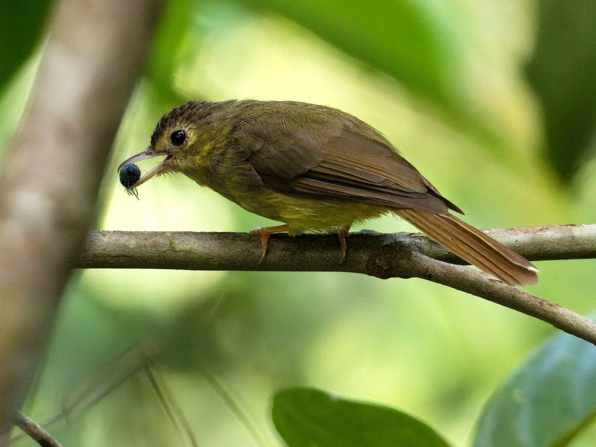 Bulbul chevelu - ML641964470
