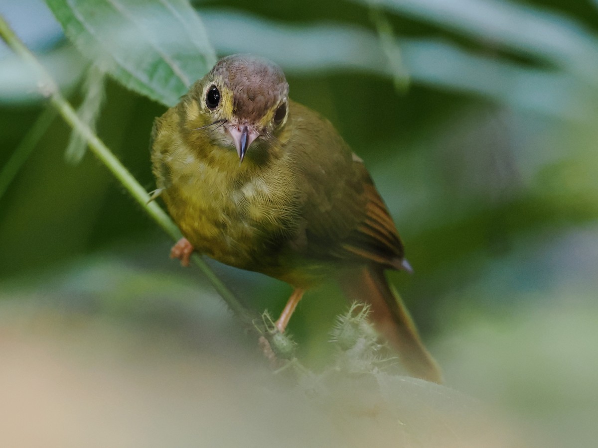 Bulbul chevelu - ML641964472