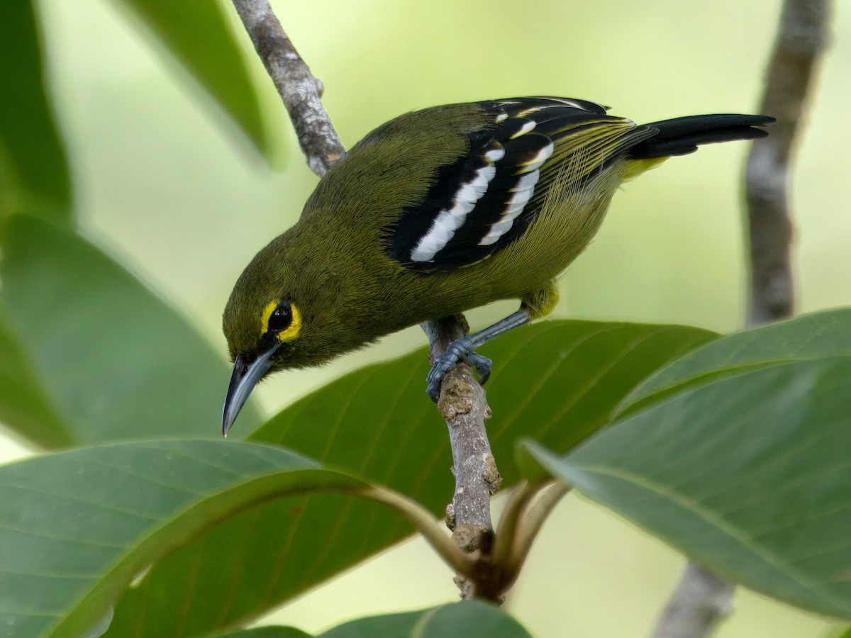 Green Iora - ML641964476