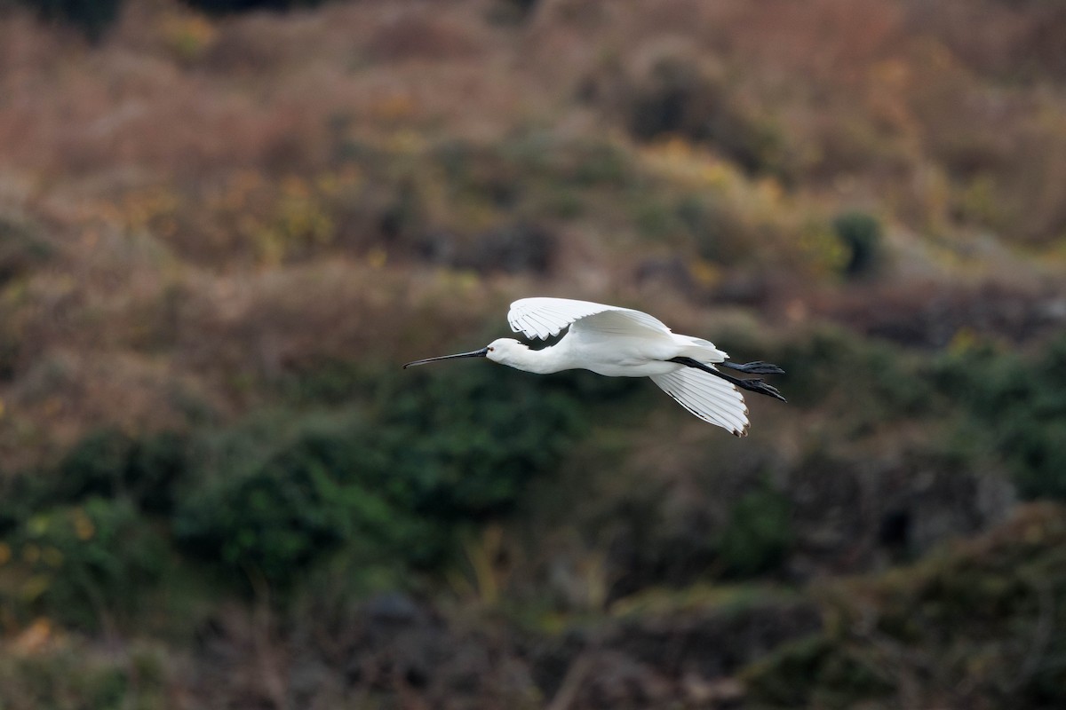 Eurasian Spoonbill - ML641964499