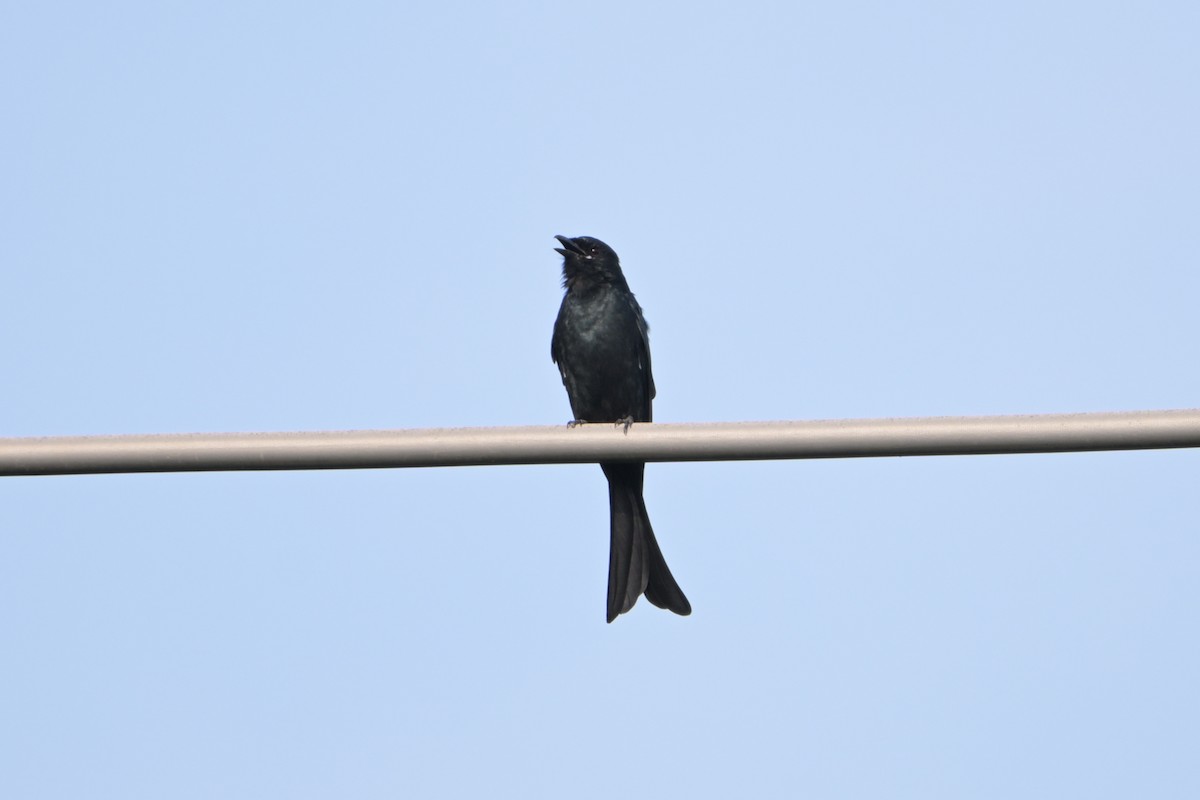 Black Drongo - ML641964511