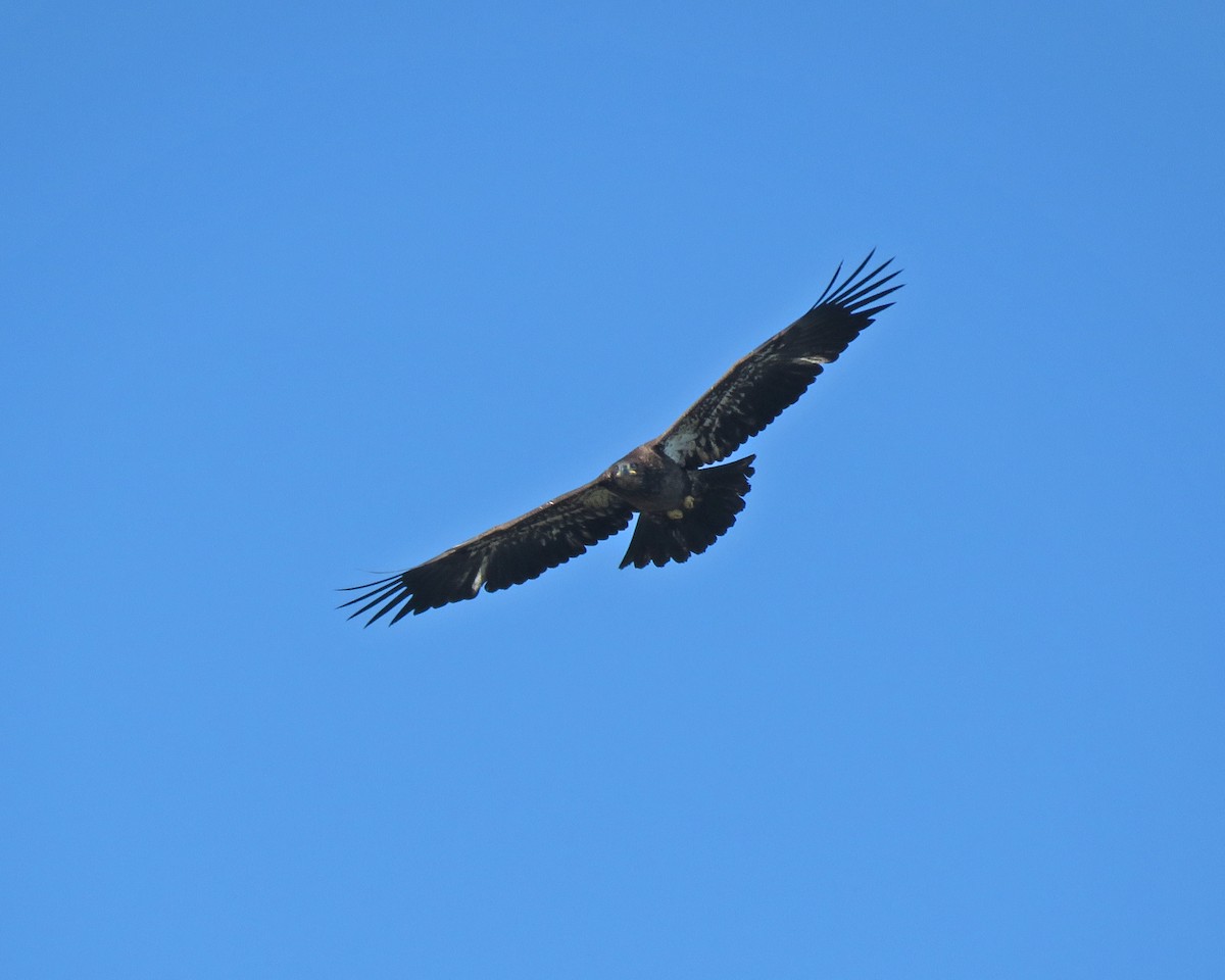 Bald Eagle - ML641964517