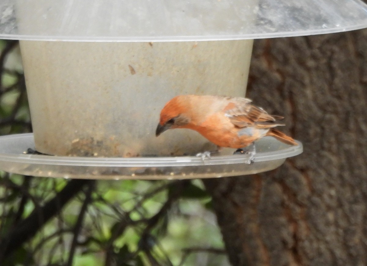 Hepatic Tanager - ML641964522