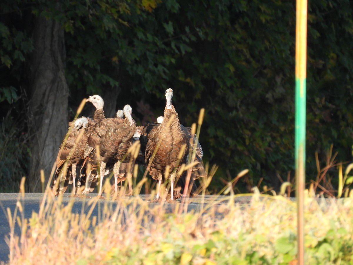 Wild Turkey - ML641964529
