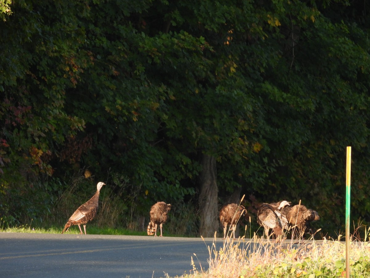Wild Turkey - ML641964530