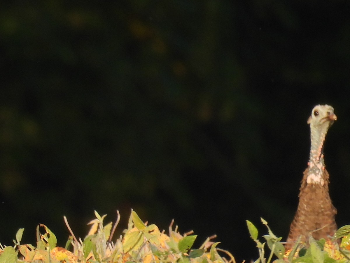 Wild Turkey - ML641964531